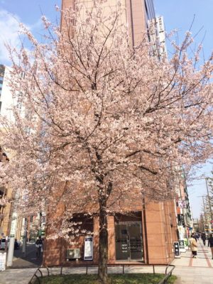 皇居の桜3