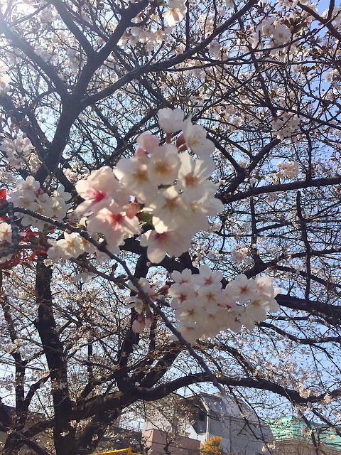 皇居の桜