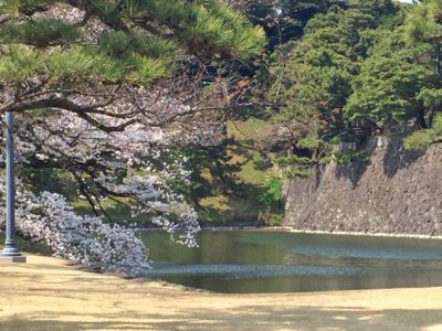 皇居の桜2